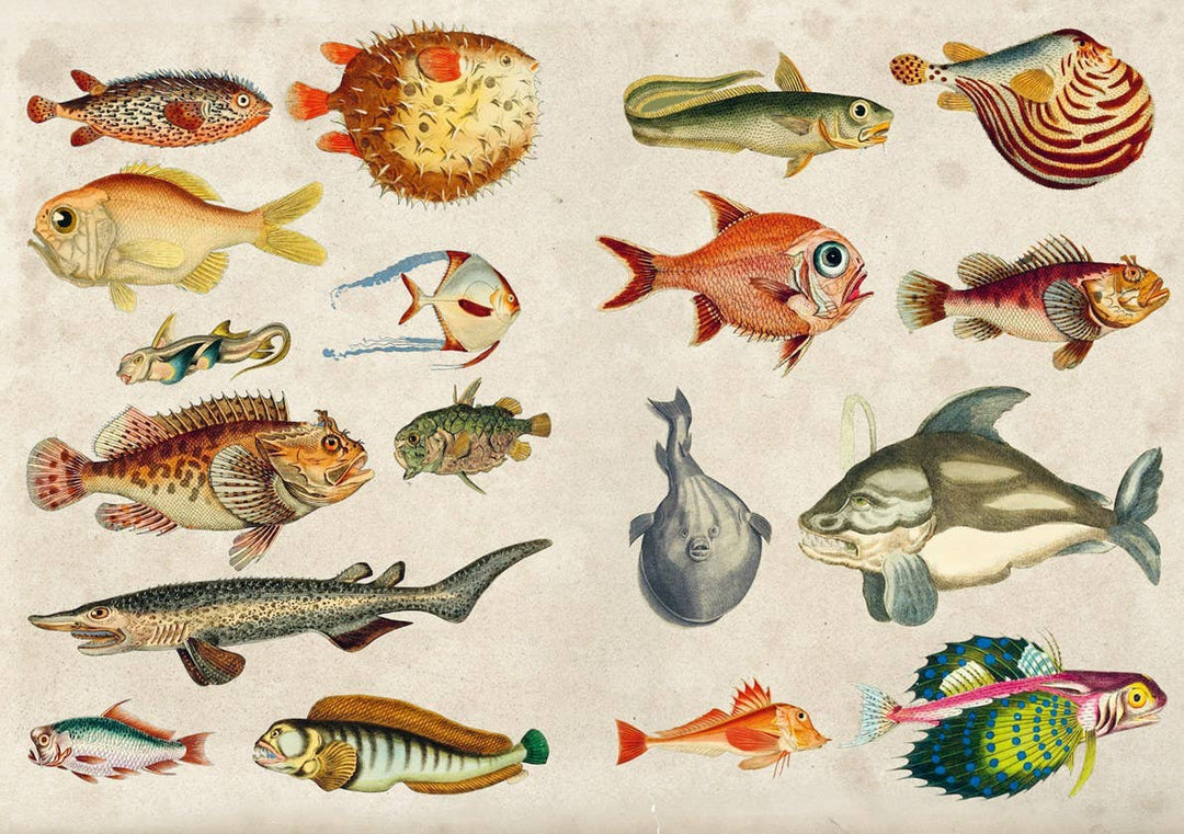 The Curious Collectibles Sticker Book