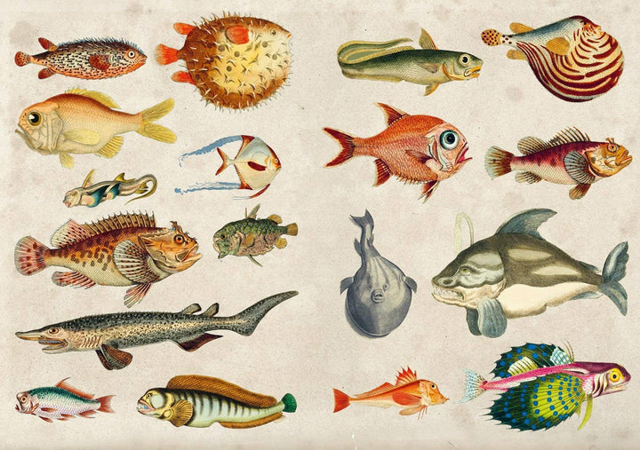 The Curious Collectibles Sticker Book