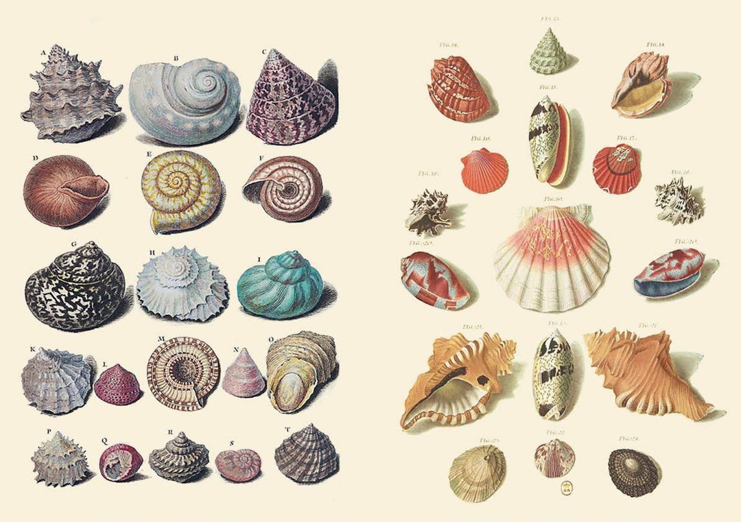The Curious Collectibles Sticker Book