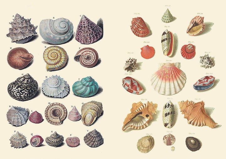 The Curious Collectibles Sticker Book