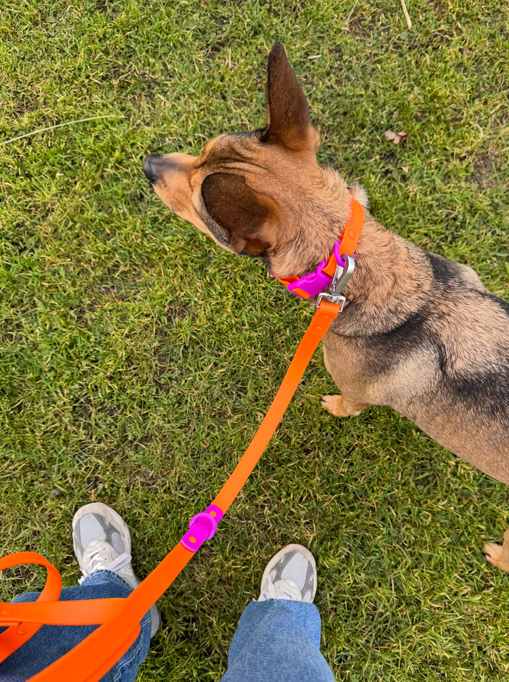 The Fritz Collar : Sunset Violet