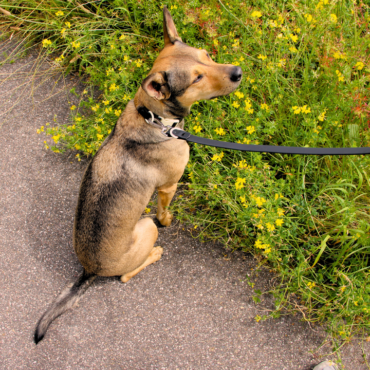 The Fritz Collar : Black Tie White Sand