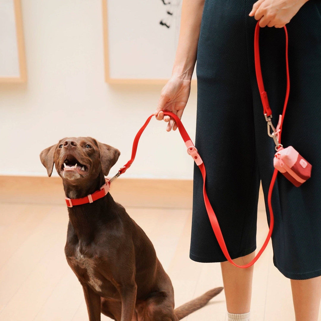 The Fritz Collar: Choco Blue
