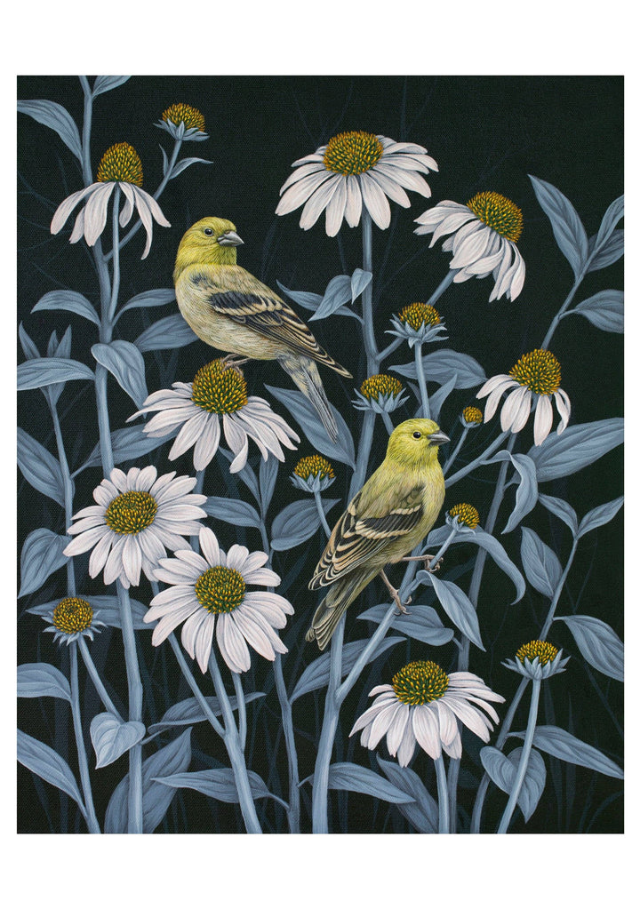 Vasilisa Romanenko: Birds of a Feather Boxed Notecard Assortment
