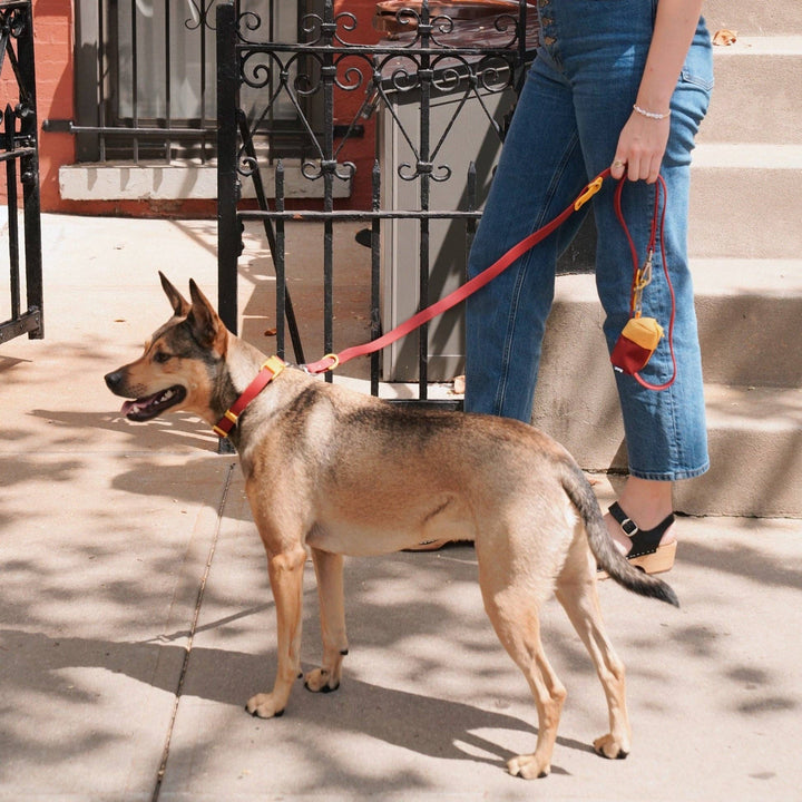 The Fritz Dog Leash | Leash wit Handle | Multi Dog Leash: Orange mango / Small