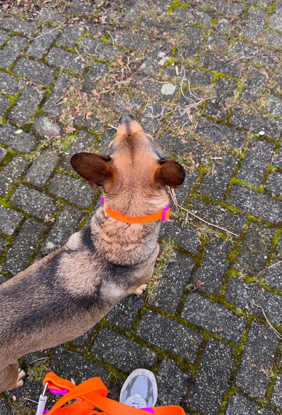 The Fritz Collar : Sunset Violet