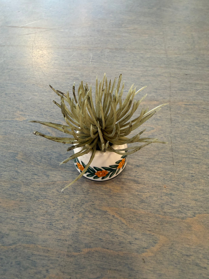 Orange Flower Mini Cup