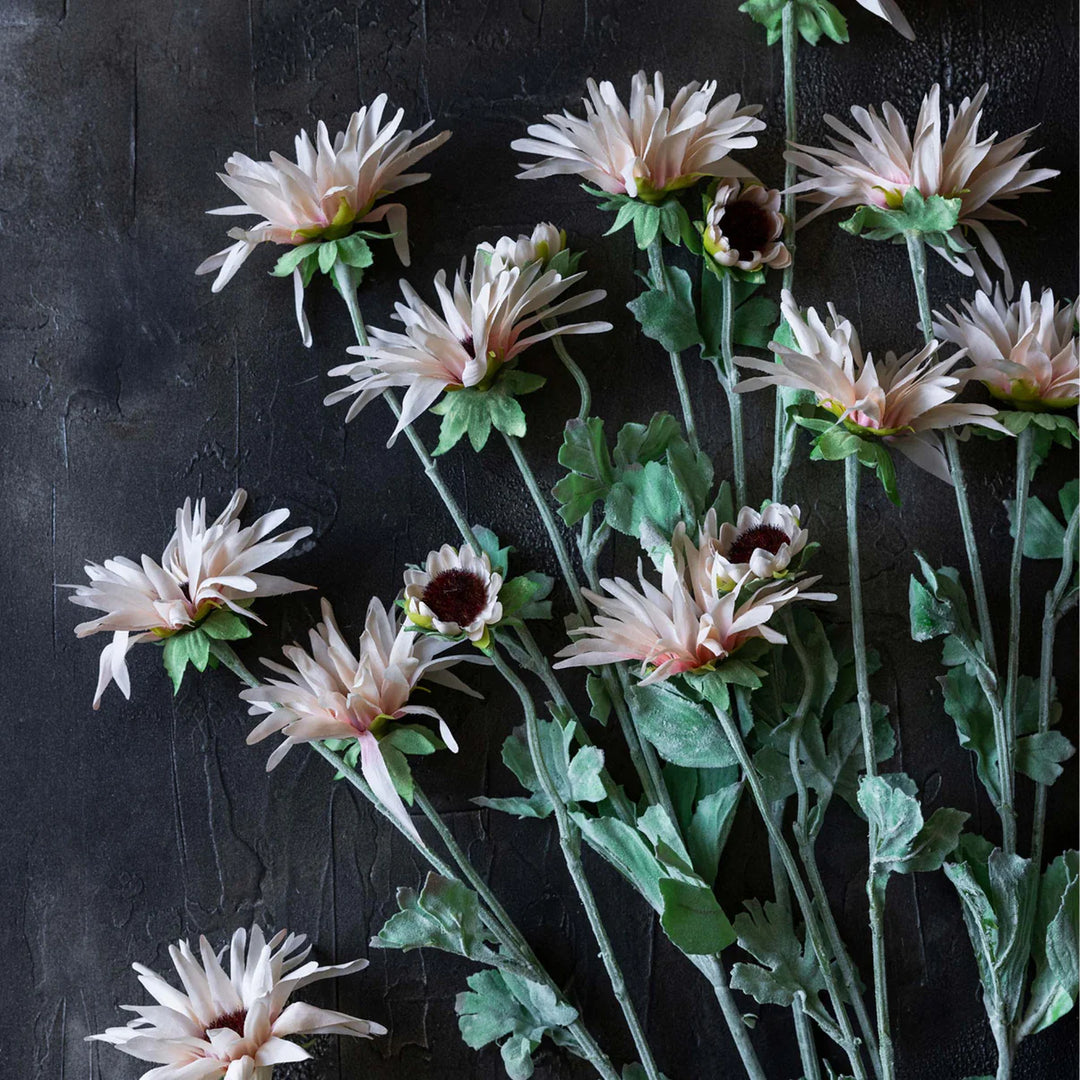 Chrysanthemum Blush Florals