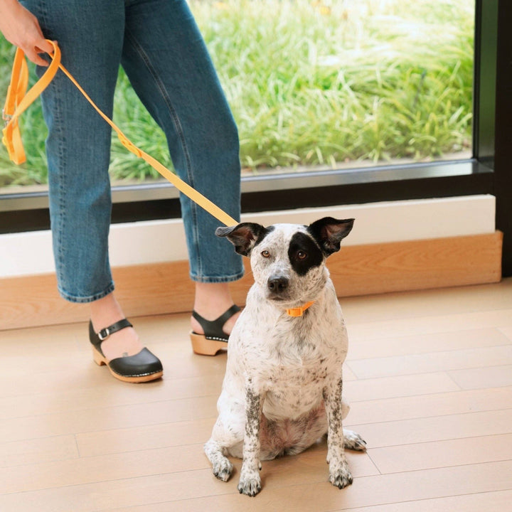 The Fritz Dog Leash | Leash wit Handle | Multi Dog Leash: Orange mango / Small