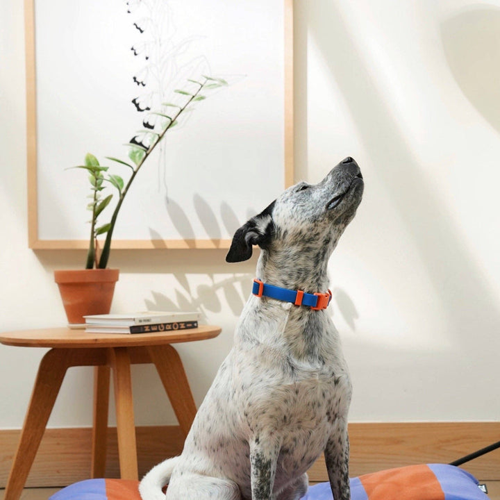 The Fritz Collar: Blue Orange