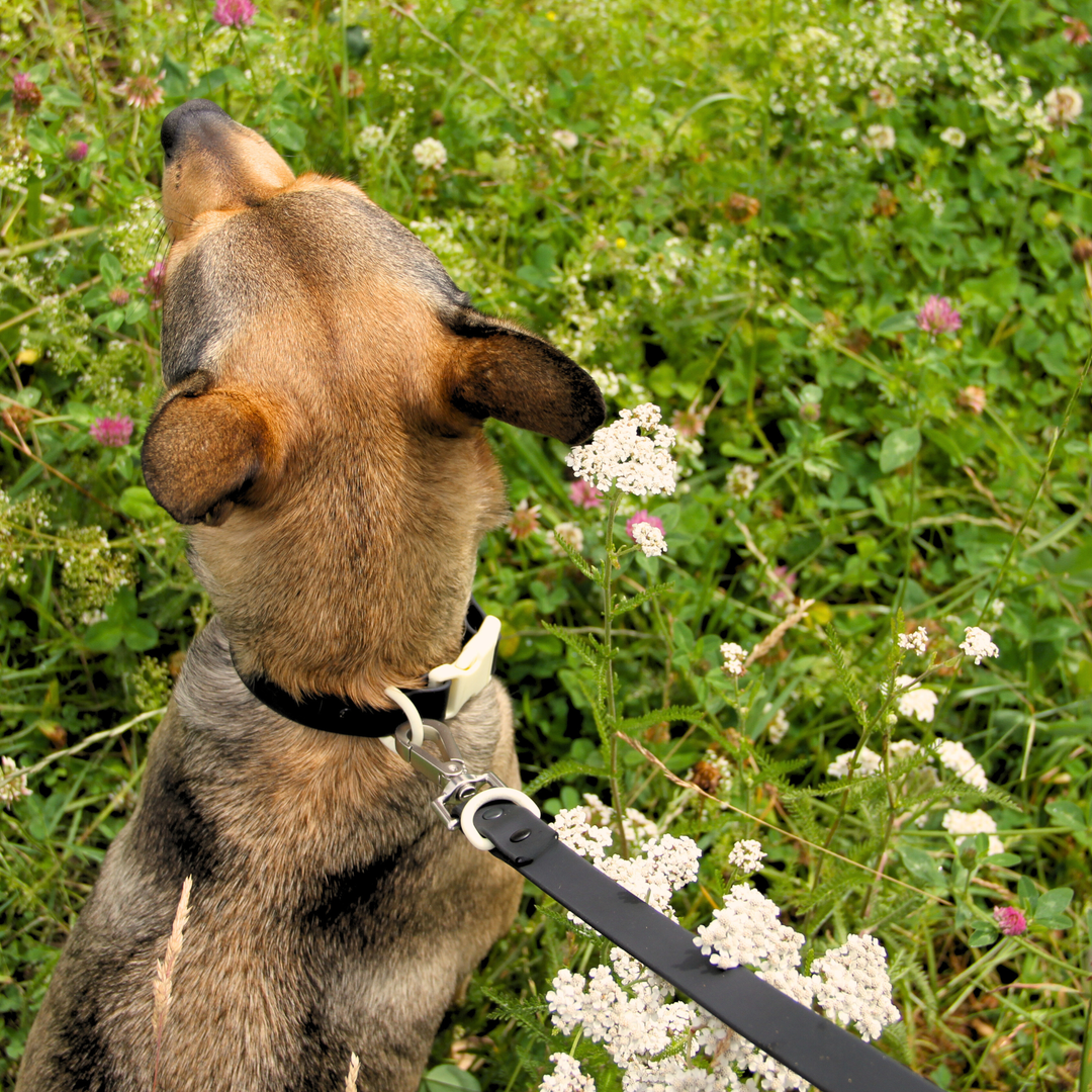 The Fritz Collar : Black Tie White Sand