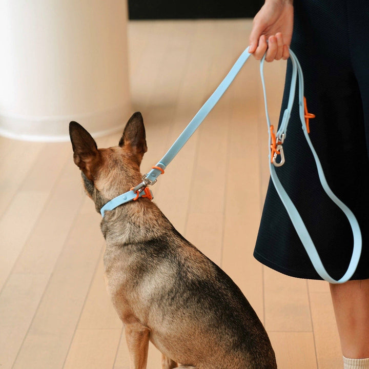 The Fritz Collar: Choco Blue